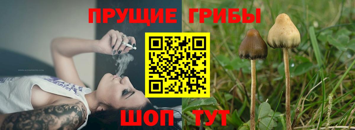Гулькевичи  Псилоцибиновые грибы Psilocybine cubensis  Вход с VPN 